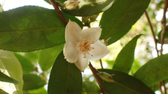 Camellia salicifolia