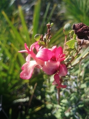 Exobasidium ferrugineae