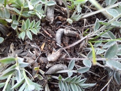 Astragalus scaberrimus