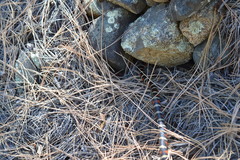 Lampropeltis pyromelana