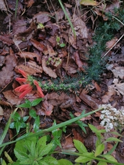 Lamourouxia multifida