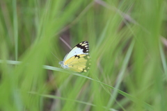 Belenois creona severina