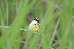 Belenois creona severina
