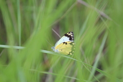 Belenois creona severina
