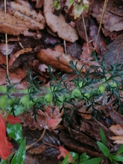 Lamourouxia multifida