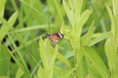 Acraea encedon encedon