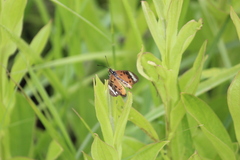 Acraea encedon encedon