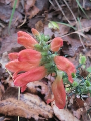 Lamourouxia multifida