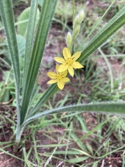 Hypoxis rigidula
