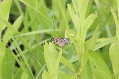 Acraea encedon encedon