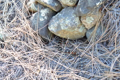 Lampropeltis pyromelana