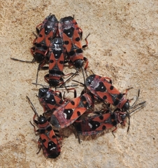 Horvathiolus gibbicollis