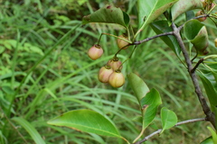 Euonymus carnosus