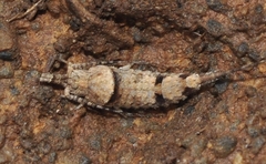 Machilinae