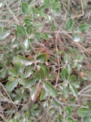 Quercus coccifera