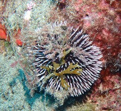 Sphaerechinus granularis