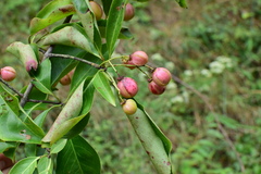 Euonymus carnosus