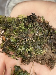 Plagiomnium cuspidatum