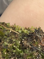 Plagiomnium cuspidatum