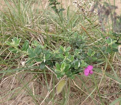 Podalyria buxifolia