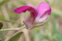 Podalyria buxifolia