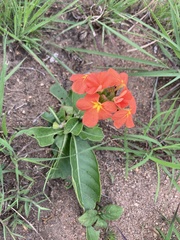Crossandra greenstockii