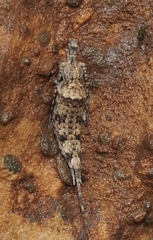 Machilinae