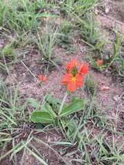 Crossandra greenstockii