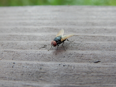 Hydrotaea chalcogaster