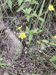 Sphedamnocarpus pruriens