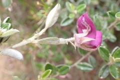 Podalyria buxifolia