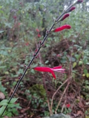 Salvia elegans