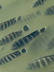 Heterotilapia buettikoferi