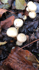 Leratiomyces percevalii