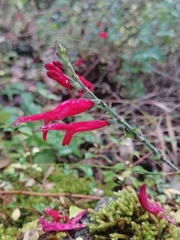 Salvia elegans