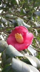Camellia japonica