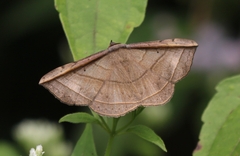 Entomogramma fautrix