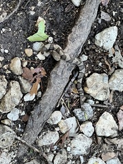 Agkistrodon laticinctus