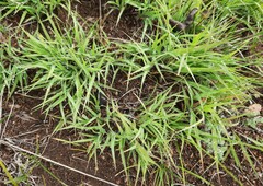 Cleistogenes squarrosa