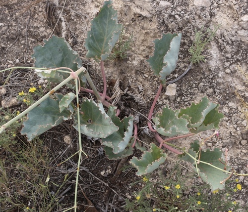 Anulocaulis leiosolenus var. gypsogenus