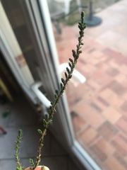 Calluna vulgaris