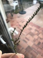 Calluna vulgaris
