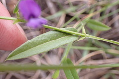 Psoralea plauta