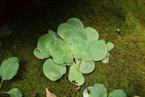 Sedum drymarioides iNat (2)