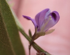 Psoralea plauta