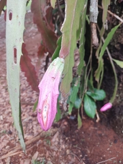 Epiphyllum phyllanthus