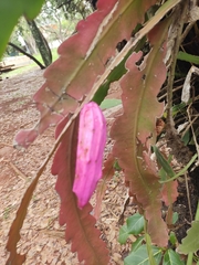 Epiphyllum phyllanthus