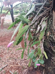Epiphyllum phyllanthus