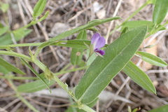 Psoralea plauta