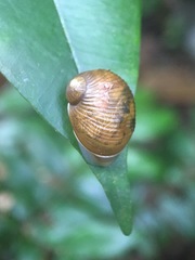 Simpulopsis